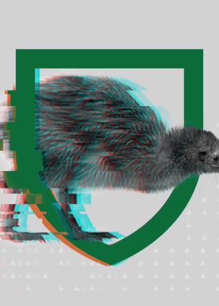kiwi cover image